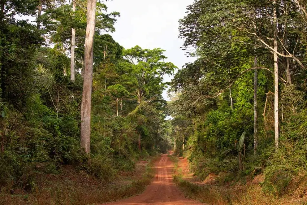 Nachhaltigkeit: Alpi-Wälder in Kamerun erhalten FSC-Zertifizierung